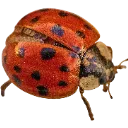 ladyfriend2 Discord Emoji | phantom tribune