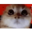 catangry