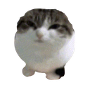 :cat_seal: