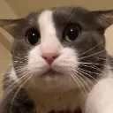 scaredsog