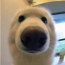 dognose