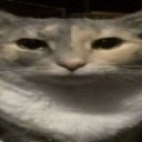 catstare1 custom emote | Reality Awaits