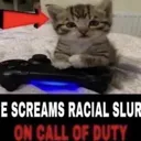 cat