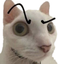 White cat with hand-drawn skeptical eyebrows looking suspicious.