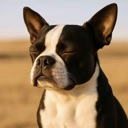 Boston Terrier dog with eyes closed in a calm, meditative expression.