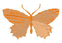 1luvv_butterfly_chocolate