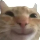 kittycathappymoawmoaw