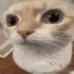 <:tsu_dity_stare:1542531629170298980>
