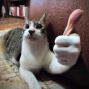Cat with a human hand giving a thumbs up gesture.