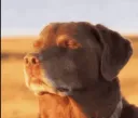 W_doggy_chill Discord Emoji from Bleh