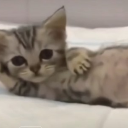 A small tabby kitten lying on its side on a white surface with a relaxed expression.