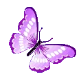 94512purplebutterfly