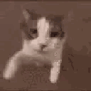 3_catkiss animated Discord emote from /dreary