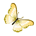 80906yellowbutterfly