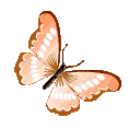 15126orangebutterfly
