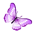 94512purplebutterfly