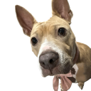 A light brown dog with white markings stares intensely into the camera lens.