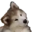 ConfusedDog