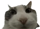 bruh