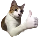 thumbsupcat