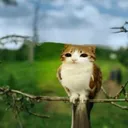 Meowl