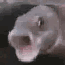 A fish with its mouth wide open in a look of extreme shock.