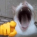 :CatHaha:
