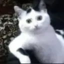 Yup custom emote | Skeptiq's World