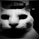 A close-up of a cat with deep, dark, hollow eyes staring directly forward in a grainy black and white filter.