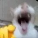 A blurry cat with its mouth wide open in a frantic, distorted expression.