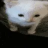 c_explode