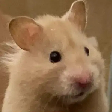 justlo2Hamstor Discord emoji