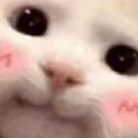 cutecat