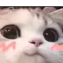 blushycat