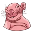 rat