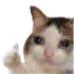 catthumbsup Discord sticker from star's space ʚ☆ɞ