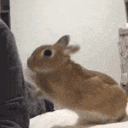 GiveAttentionPls animated Discord emote - ｡　/fluffybunnies 　.