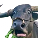 xkalabaWHAT Discord emoji