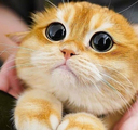 A close-up of a ginger cat with huge, dilated black pupils looking up with a pleading expression.