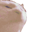 trigeredkot animated emote - GifyPlaysYT Server 🎃