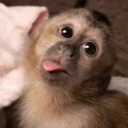 A capuchin monkey sticking its tongue out in a playful, silly expression.