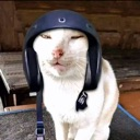 A white cat wearing a dark blue helmet looking directly at the camera with a squinted expression.