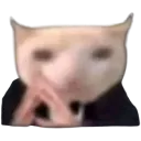 :thinkingcat: