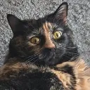 COCOA
