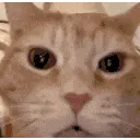 cat_laugh