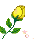 2041roseyellow