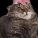 CATWTF