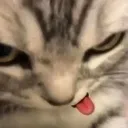 A close-up of a gray tabby cat with a grumpy expression and its tongue sticking out.