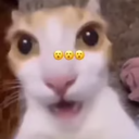 shocked_cat custom emote - 𝒞𝒶𝓉 𝒞𝒶𝒻ℯ́😽🐾