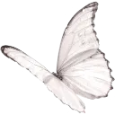 white_butterfly